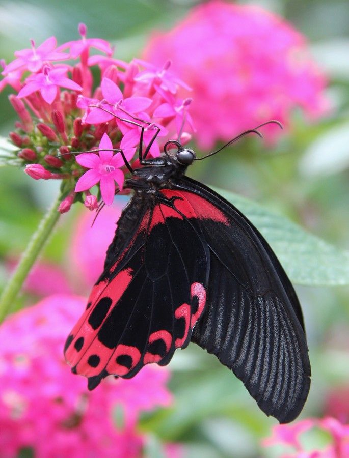 borboleta rosa com preto