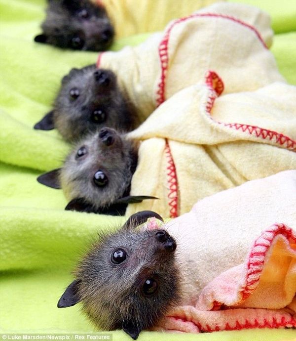 morcegos bebês